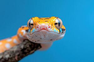 A close up of a snake with a blue background photo