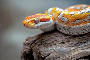 A snake with orange and white stripes on its body photo
