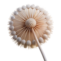 magnificent minimalist Close up of a dandelion clock clock only premium png