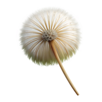 serene playful vintage Single dandelion seedhead NO BACKGROUND with Transparent Background. fine detail png