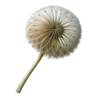 romantic elegant Single dandelion seedhead NO BACKGROUND with Transparent Background. fine detail png
