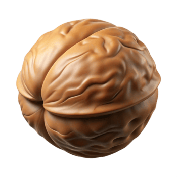 majestic bold rustic A single walnut in its shell NO BACKGROUND with Transparent Background. expertly shot png