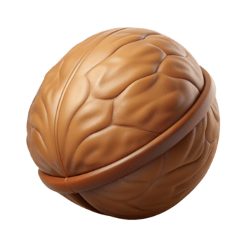 notable victorian One walnut in shell NO BACKGROUND with Transparent Background. high resolution png