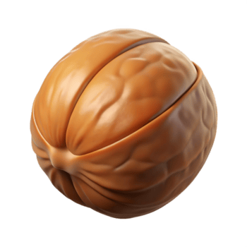 pristine acclaimed A single walnut in its shell NO BACKGROUND with Transparent Background. png