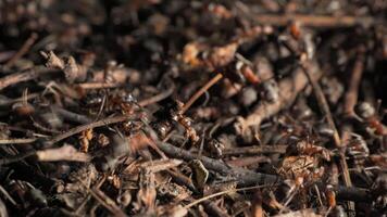 Work and life of forest ants in an anthill. The anthill is teeming with ants, shot close-up. video