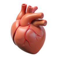 tranquil fascinating A human heart, anatomically correct, NO BACKGROUND with Transparent Background. handcrafted png