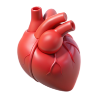 wonderful acclaimed A human heart, anatomically correct, NO BACKGROUND with Transparent Background. png