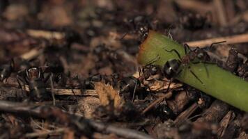Work and life of forest ants in an anthill. The anthill is teeming with ants, shot close-up. video