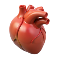wonderful organic A single, beating human heart, anatomically accurate. NO BACKGROUND with Transparent Background. flawless png