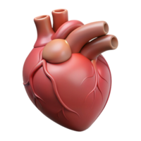 immaculate coastal A single, beating human heart, anatomically accurate. NO BACKGROUND with Transparent Background. high quality png