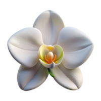 hypnotic standout Single orchid flower, white. NO BACKGROUND with Transparent Background. png