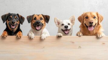 Happy dogs peeking over wooden surface, showcasing their playful nature photo