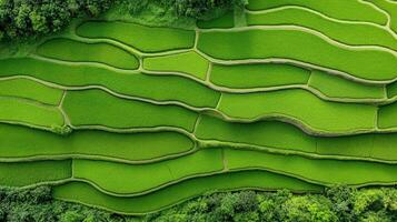 Aerial view of peaceful rice terrace landscape with vibrant green fields photo