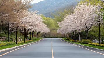 A paved road lined with trees photo