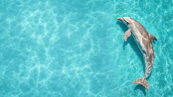 A dolphin swimming in the ocean photo