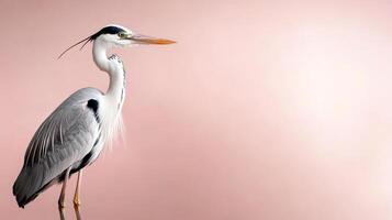A heron standing on a pink background photo