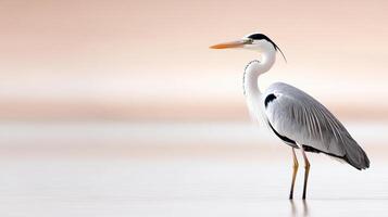 A heron standing in shallow water near the shore photo