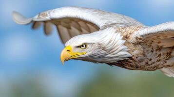 A white eagle flying in the air with its wings spread photo
