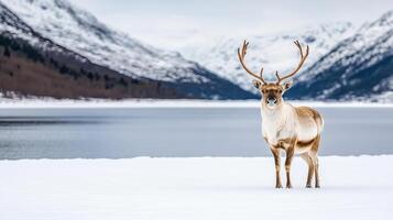 A reindeer stands in the snow near a lake photo