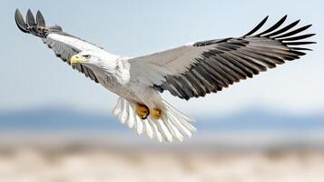A white and black eagle flying over a desert photo