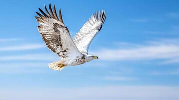 A white - tailed eagle soaring in the blue sky photo