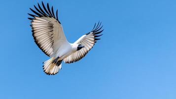 A white and black bird flying in the blue sky photo