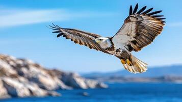 A large eagle flying over the ocean photo