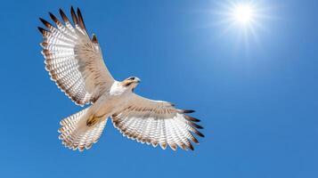A white hawk flying in the blue sky photo