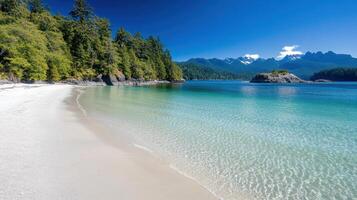 A sandy beach with clear water and green trees photo