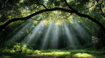 Sunbeams shining through a tree in the forest photo