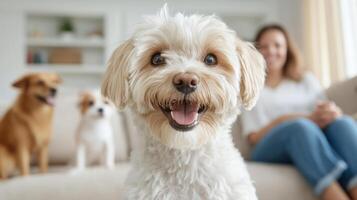 A woman sitting on a couch with two dogs photo