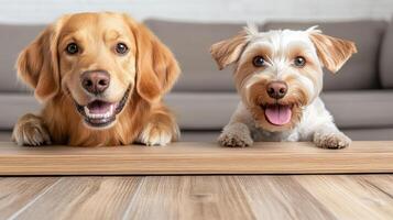 Two dogs sitting on a wooden floor photo
