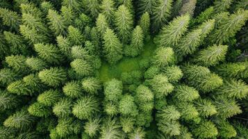An aerial view of a green forest photo