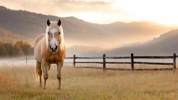 A horse standing in a field photo