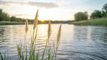 A view of the sunset over a river with tall grass photo