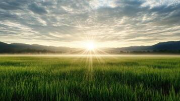 The sun is shining over a grassy field photo