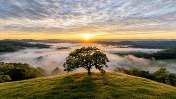 A lone tree on a hill overlooking a valley with fog photo