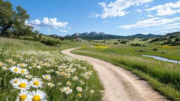Daisies and wildflowers in the mountains photo