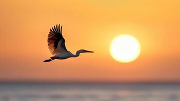 A white bird flying over the ocean at sunset photo