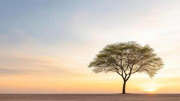 A lone tree stands in the middle of a field at sunset photo