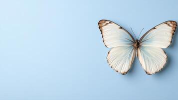 A white butterfly on a blue background photo