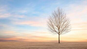 A lone tree stands in a field with a beautiful sunset photo