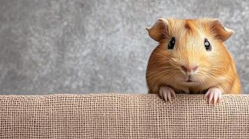 A guinea pig is sitting on a piece of fabric photo