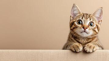 A cat looking up at the camera with its eyes wide open photo