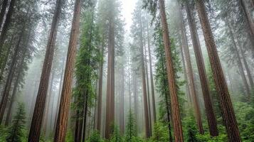 Sequoia trees in foggy landscape create mystical atmosphere photo
