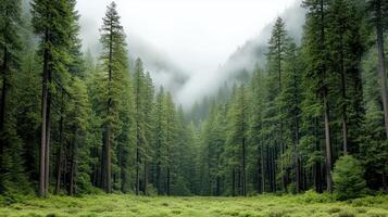 Lush green sequoia trees in foggy landscape create mystical atmosphere photo