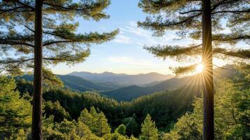 Breathtaking view of sequoia trees with rolling hills and sunset glow photo