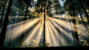Sunlight filtering through ancient Sequoia trees creates serene atmosphere photo