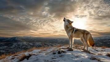 lone wolf stands on snowy ridge, howling at sunset sky photo