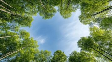 A view of the sky through the canopy of trees photo